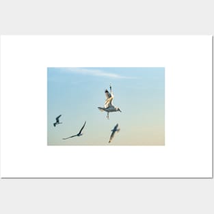 Hovering Larus Californicus 2 Posters and Art